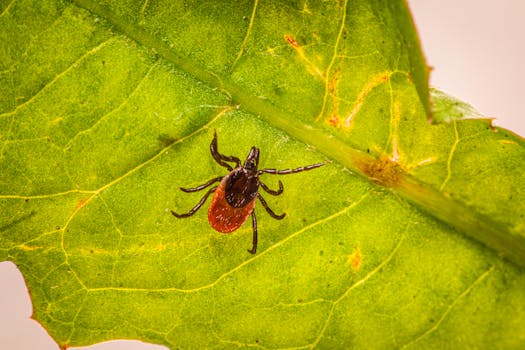 Understanding Ivermectin: How It Targets Parasites Safely & Effectively