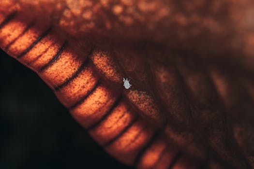 Stromectol Cream: A Revolutionary Treatment for Mite Infestations