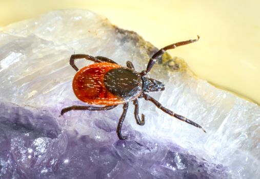 Debunking Myths: How Stromectol Cream Really Treats Parasites